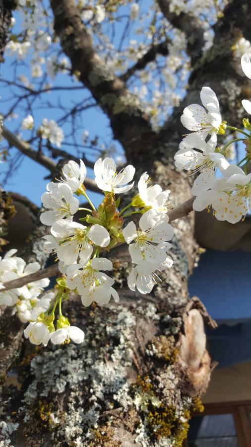 Maison Castellane Chambre D'Hotes B&B Kültér fotó